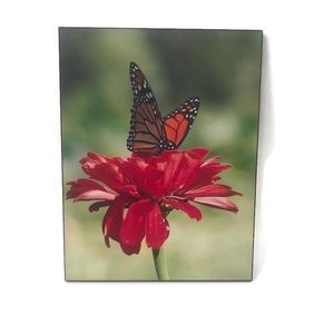 Artplaq Butterfly Photo Hanging Wall Art